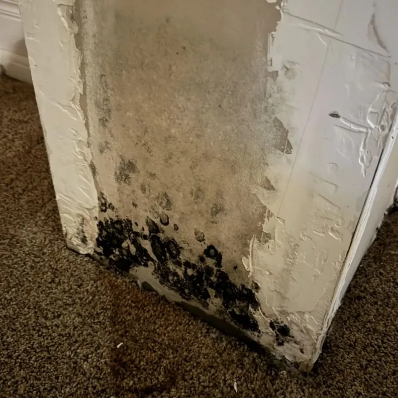 Professional Mold Removal in Hull, IA